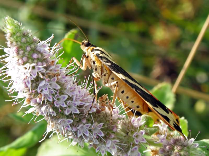 Euplagia quadripunctaria (Poda, 1761)